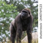 Silverback gorilla on a summer day at Como Park Zoo and Conservatory in St. Paul, Minnesota USA.