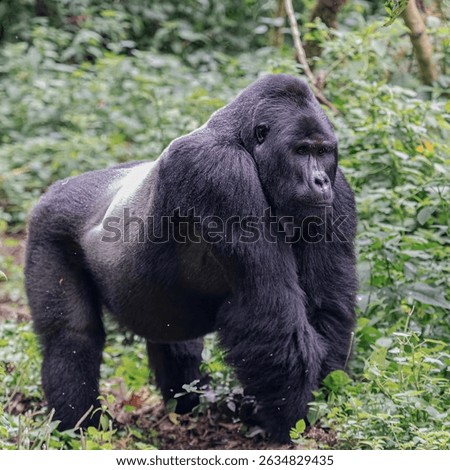 Silverback Gorilla, Primate, Herbivorous, Terrestrial, Unhabituated, Uganda, Africa, Endangered spices, Virunga Mountains, Kanungu District, Bwindi Impenetrable Forest