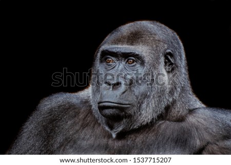 Similar – Image, Stock Photo gorilla Monkeys Gorilla