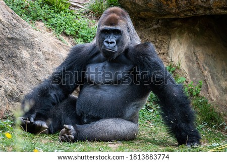  silverback gorilla resting in the meadow
