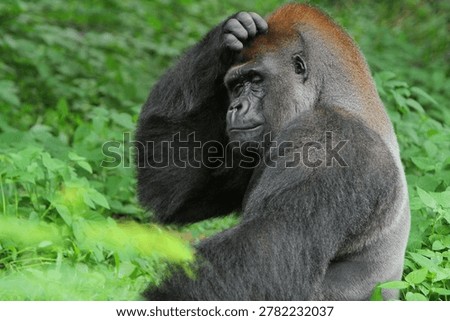 a silverback gorilla sits confused while scratching his head