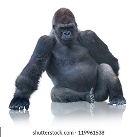Silverback Gorilla Sitting Isolated On White Background