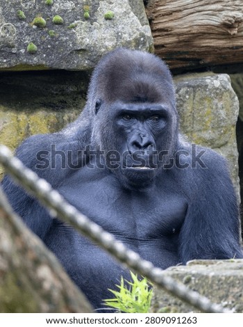 Silverback gorilla sitting, looking forward with its strong presence
