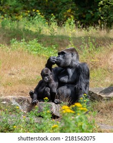 Silverback Gorilla Sitting Together With His Baby Son