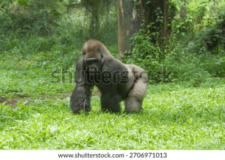 a silverback gorilla standing in the grass observing its surroundings