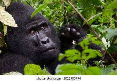 Silverback Gorilla taking a glance at his visitors, Bwindi Impenetrable Forest, Uganda