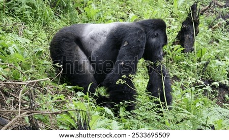 A silverback gorilla walking through lush green vegetation in its natural habitat.