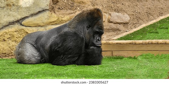 Silverback Gorilla in a zoo in France; Silverback Gorilla in captivity resting his head on his hand and thinking
 - Powered by Shutterstock