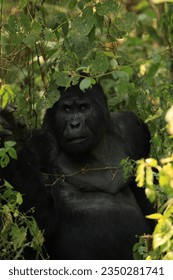 Bosque de Silverback Gorilas Uganda Bwinda 