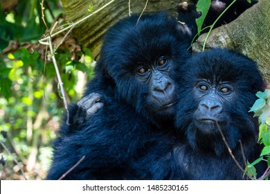 Silverback Gorillas Uganda Bwindi Impenetrable Forest