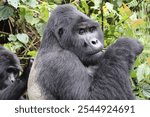 Silverback Gwigi - head of the mountain gorilla family Kahungye in Bwindi Impenetrable Forest National Park in Uganda during gorilla trekking