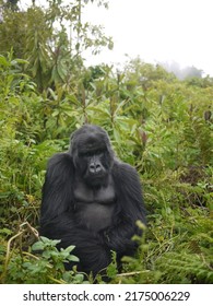 Silverback Of Mountain Gorilla: Endangered Animal