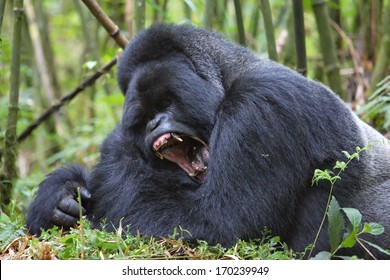 Silverback Mountain Gorilla In Rain Forest Yawning