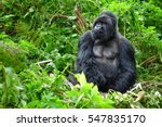 A silverback mountain gorilla in a rainforest in Rwanda