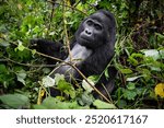 A Silverback  Mountain Gorilla is seen in Uganda on September 2024