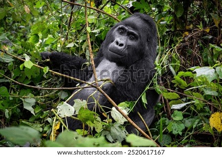 A Silverback  Mountain Gorilla is seen in Uganda on September 2024