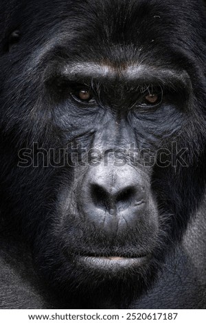 A Silverback  Mountain Gorilla is seen in Uganda on September 2024