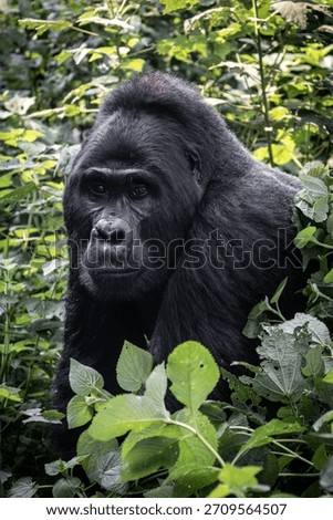A Silverback  Mountain Gorilla is seen in Uganda on September 2024