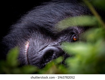 Silverback Mountain Gorilla In Virunga Mountains Rwanda