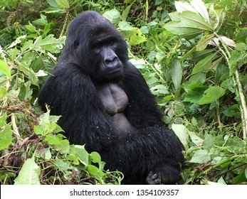 The Silverback, Mountain Gorilla in the Volcanoes National Park in Rwanda, East Africa.