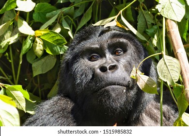 Silverback On The Gorilla Trek In Uganda