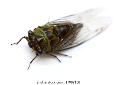 Silver-Bellied Or Dog Day Cicada (Tibicen Pruinosus)