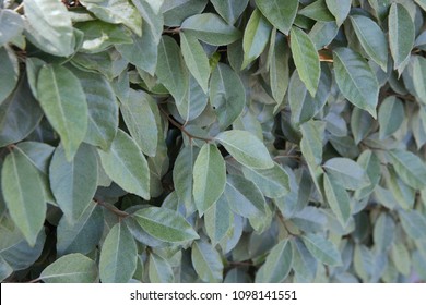 Silverberry , Autumn Elaeagnus