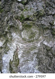 Silverbirch