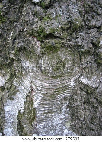 Silverbirch