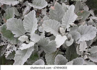 Silverdust Dusty Miller