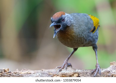 Silver-eared Laughingthrush (Trochalopteron melanostigma). Babbler, bird. Calling, singing. Doi Lang, Chiang Mai, Thailand.