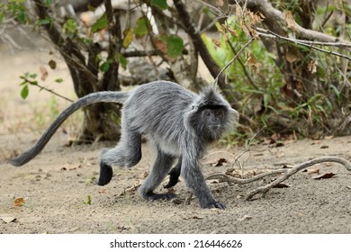 Silvered Leaf Monkey