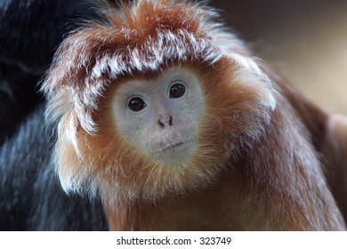 Silvered Leaf Monkey Portrait