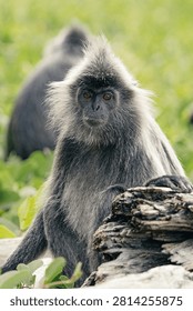 A silvered leaf monkey (Trachypithecus cristatus) feeding in the trees near the rainforest in Bako National Park in Sarawak, Borneo