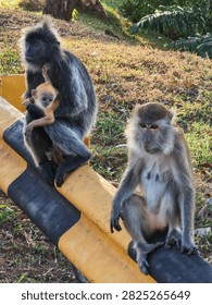 a silvered leaf monkey (Trachypithecus cristatus) holding its bright orange baby, alongside a longtailed macaque (Macaca fascicularis) nearby.