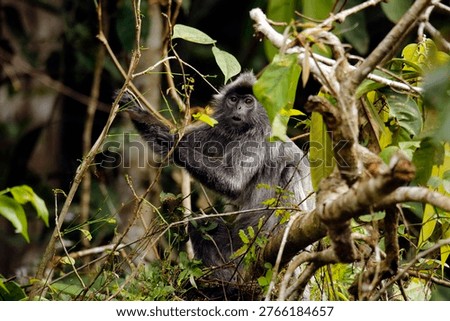 Silvered Leaf Monkey (Trachypithecus cristatus, aka Silvery Lutung, Silvery Langur) on a Branch. Abai, Kinabatangan River, Sabah. Borneo, Malaysia