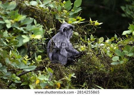 A silvered leaf monkey (Trachypithecus cristatus) feeding in the trees near the beach at the edge of the rainforest in Bako National Park in Sarawak, Borneo