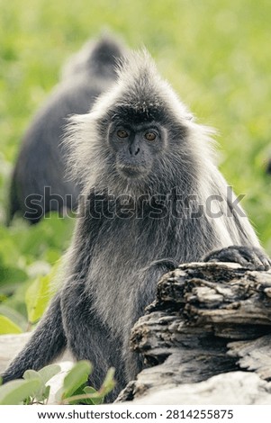 A silvered leaf monkey (Trachypithecus cristatus) feeding in the trees near the rainforest in Bako National Park in Sarawak, Borneo