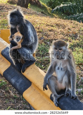 a silvered leaf monkey (Trachypithecus cristatus) holding its bright orange baby, alongside a longtailed macaque (Macaca fascicularis) nearby.