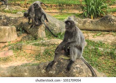 Silvered Leaf (Trachypithecus Cristatus), Silvery Langur Monkeys At The Park