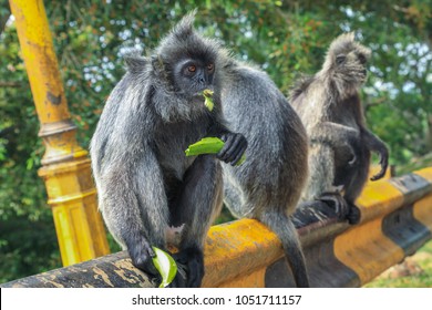 Silvered Leaf (Trachypithecus Cristatus), Silvery Langur Monkeys At The Park