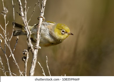 The silvereye or wax-eye (Zosterops lateralis) is a very small omnivorous passerine bird of the south-west pacific. In Australia and New Zealand its common name is sometimes white-eye, but this name i