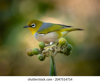 Silvereye. Zosterops lateralis. Small antipodean bird stands on wild tobacco berries. Also known as white-eye, it has a bright ring of white feathers around the eye and a yellow-green head and wings.