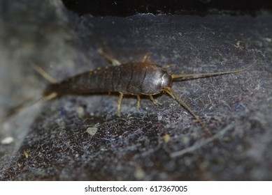 Silverfish In The Bathroom