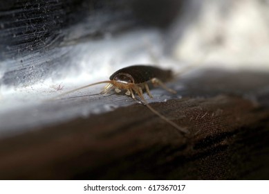 Silverfish In The Bathroom