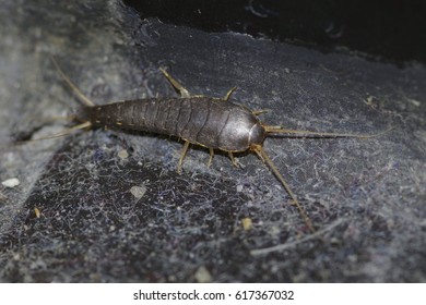 Silverfish In The Bathroom