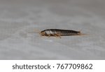 SIlverfish bug in the bathroom