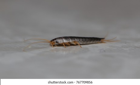 SIlverfish Bug In The Bathroom