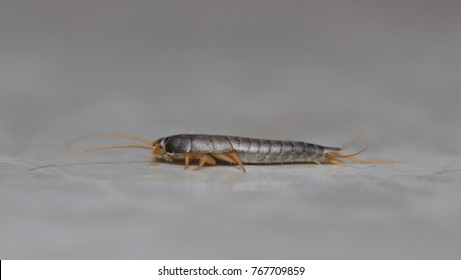 SIlverfish Bug In The Bathroom