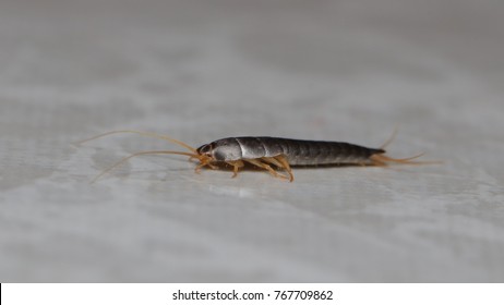 SIlverfish Bug In The Bathroom